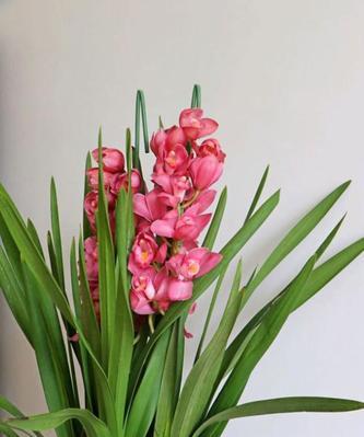 秋冬盛开，这些花卉你不能错过（了解秋冬开花的8大花卉，让花园常青不落寂）