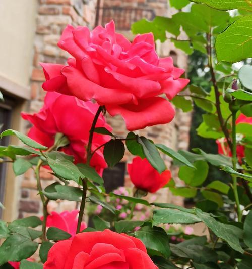 赏月季花的时间（四季芬芳，最美月季）