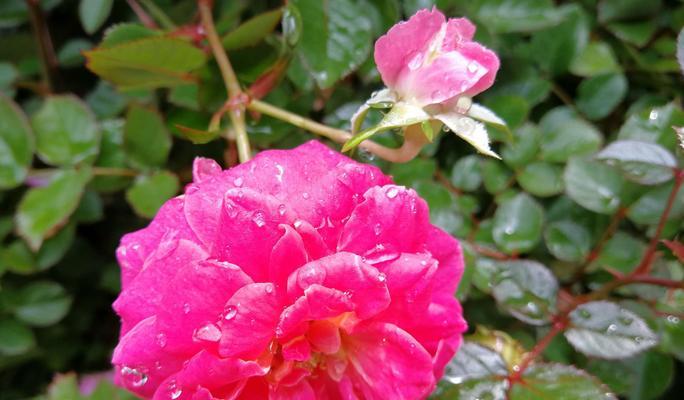 赏月季花的时间（四季芬芳，最美月季）