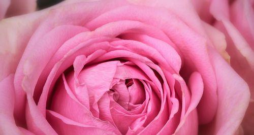粉红玫瑰的花语（探寻粉红玫瑰背后的15种含义）