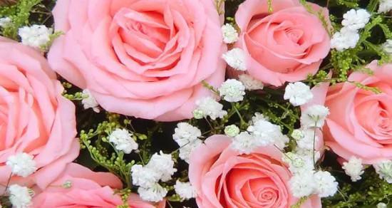 粉红玫瑰的象征意义及其美丽之源（解读粉红玫瑰代表的爱情和温柔之美）
