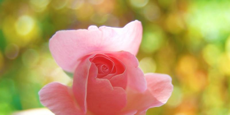 粉红色玫瑰的含义（探索粉红色玫瑰的深层意义及其在不同场合的使用）