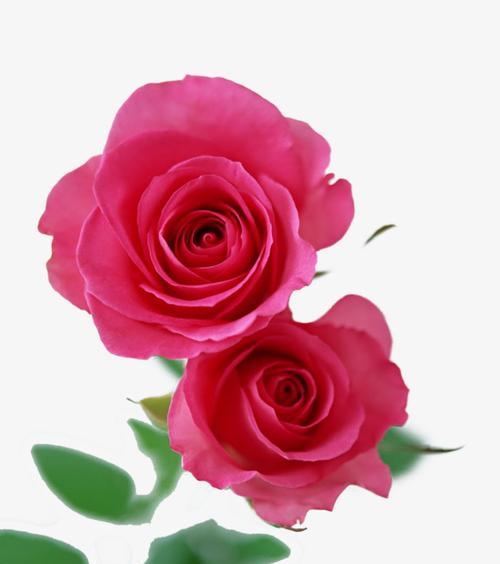 粉色玫瑰花的代表意义及寓意（绽放爱与浪漫的花海）