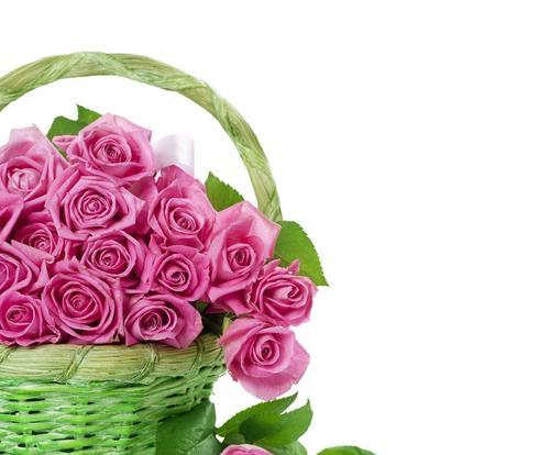 粉色玫瑰花的代表意义及寓意（绽放爱与浪漫的花海）