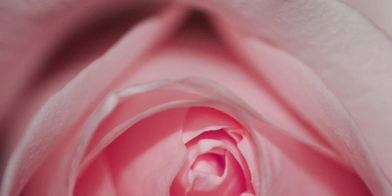 粉色玫瑰花的花语与寓意（探索粉色玫瑰花的神秘花语和美好寓意）