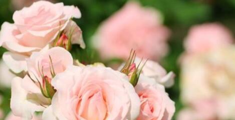 粉玫瑰的含义及象征意义（浪漫、爱情、温柔、美丽）