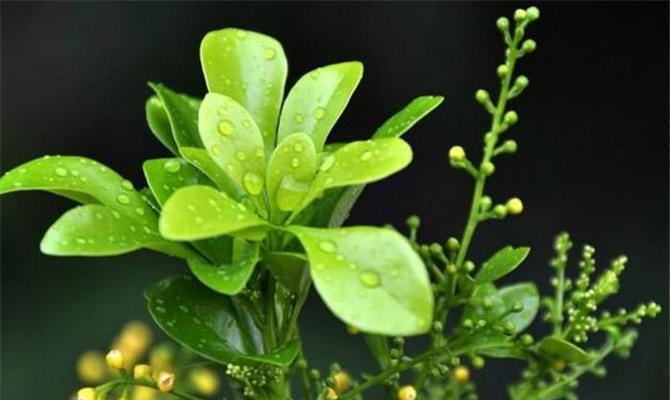 如何养护米兰花？（打造美丽花园的秘诀）