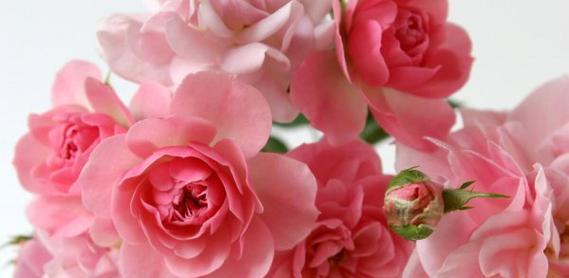 粉玫瑰的代表寓意——爱与美的象征（探索粉玫瑰的含义及传递的情感）