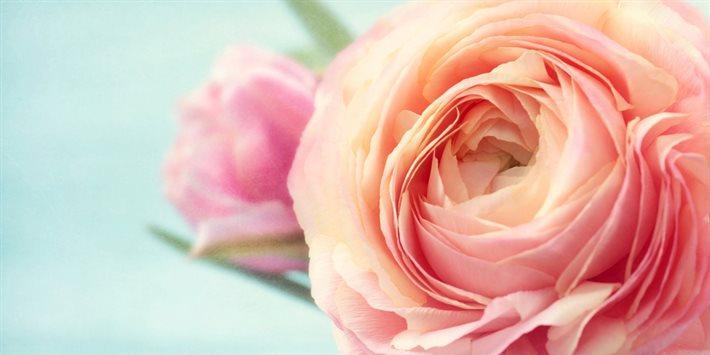 粉玫瑰的花语与寓意（探寻粉玫瑰花的深层含义，了解它的美丽和象征意义）