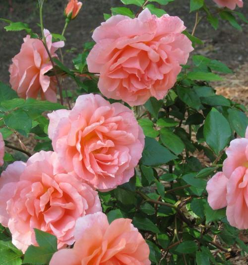 粉玫瑰的寓意及象征（浪漫、爱情、温柔）