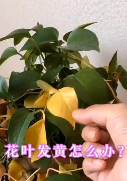 黄叶问题（如何检查和修复叶片发黄的植物）