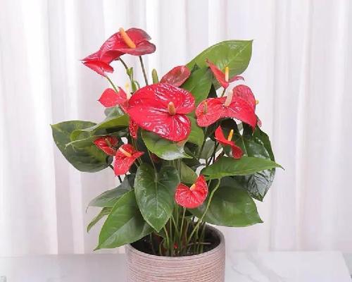 「宜居家庭的植物风水指南」（选择合适的植物，让家里充满清新活力）