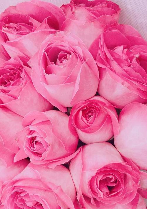 粉色的玫瑰花所代表的意义（探寻粉色玫瑰花的内涵与象征）
