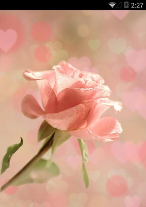 粉色玫瑰的花语与意义（探寻粉色玫瑰传递的浪漫与温柔）