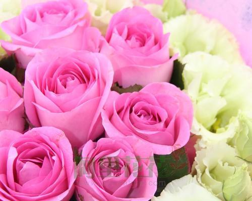粉色玫瑰的花语与意义（探寻粉色玫瑰传递的浪漫与温柔）