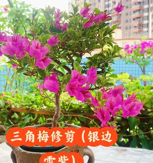 三角梅修剪指南（如何修剪三角梅，打造美丽的花园）