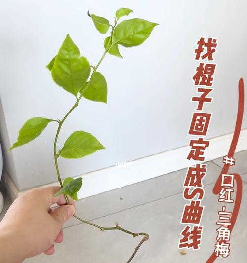 三角梅修剪指南（如何修剪三角梅，打造美丽的花园）