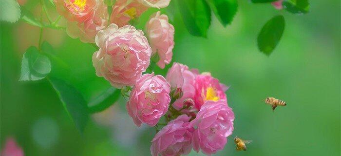 粉色菊花的花语与意义（用花语解读粉色菊花的美丽与祝福）