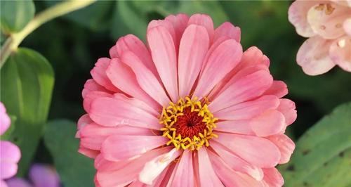 粉色菊花的花语与意义（用花语解读粉色菊花的美丽与祝福）
