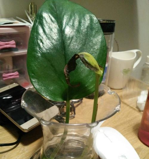 水培植物为何烂根？（探究水培植物烂根的原因与解决方案）