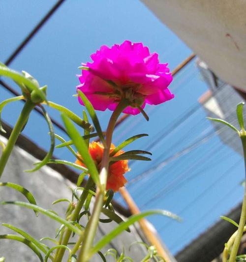 太阳花的养殖方法与注意事项（让你的花园充满夏日的阳光和活力）