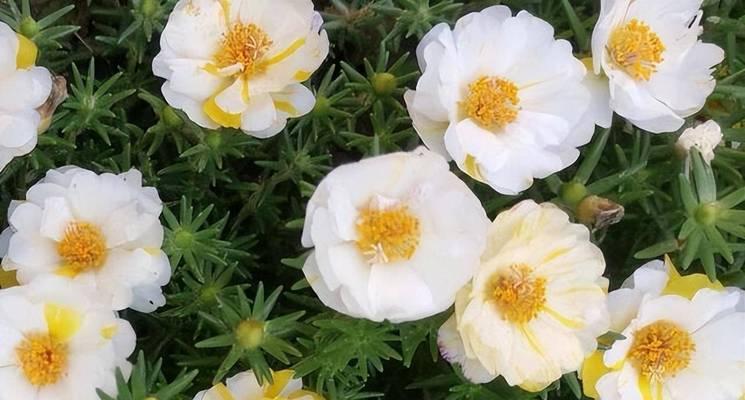 太阳花的养殖方法与注意事项（让你的花园充满夏日的阳光和活力）