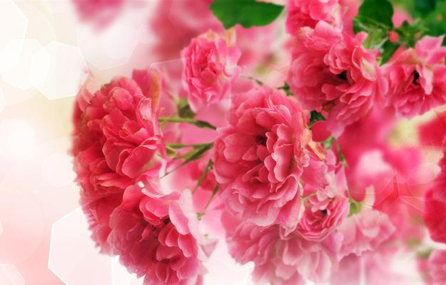 粉色康乃馨的美丽与寓意（探寻粉色康乃馨的象征意义及传递的情感）
