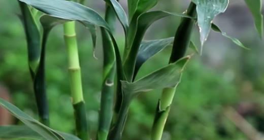 水培富贵竹的养护要点（打造居家好风水，让富贵竹茁壮成长）
