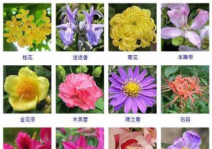 秋之花开——赏花美景（秋季盛开的花卉种类及观赏时间）