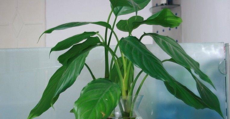 如何解决万年青叶子发黄问题（防止氮、铁、镁、锌缺乏，保持叶面清洁）