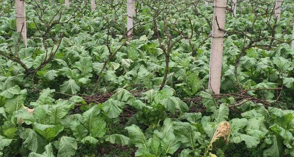 花葵种植指南（从时间、土地到养护，全面解析花葵种植）