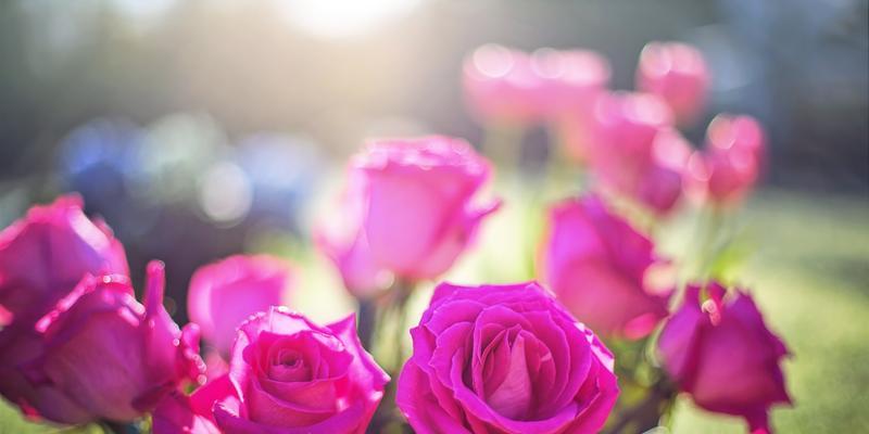 粉色玫瑰的含义与象征（以柔美之姿传递爱与感恩）