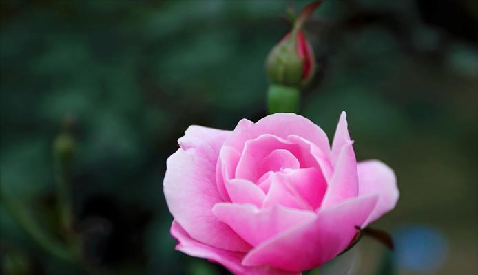 深情告白，19朵粉色玫瑰的代表意义（爱的誓言，美丽绽放）