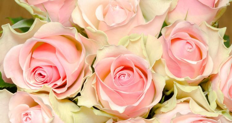 粉色玫瑰的花语与寓意（传递爱与关怀的象征——粉色玫瑰）