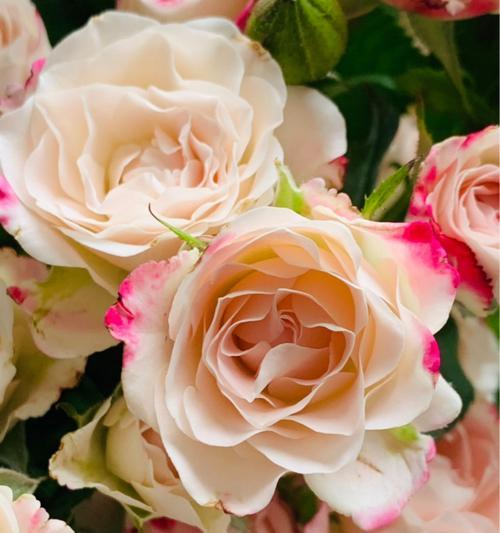粉色玫瑰的花语（11朵粉色玫瑰所代表的爱情、浪漫与美好）
