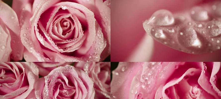 粉色玫瑰花的浪漫含义（揭示粉色玫瑰花所代表的爱、美和温柔）