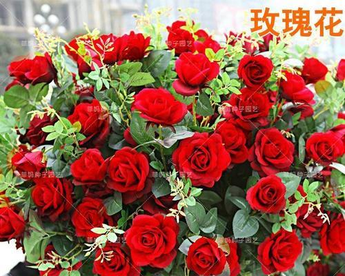 玖瑰花种子的种植方法（打造精美花园，玖瑰花让你成为美丽生活的主人）