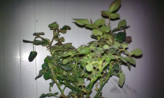玖瑰花种子的种植方法（打造精美花园，玖瑰花让你成为美丽生活的主人）