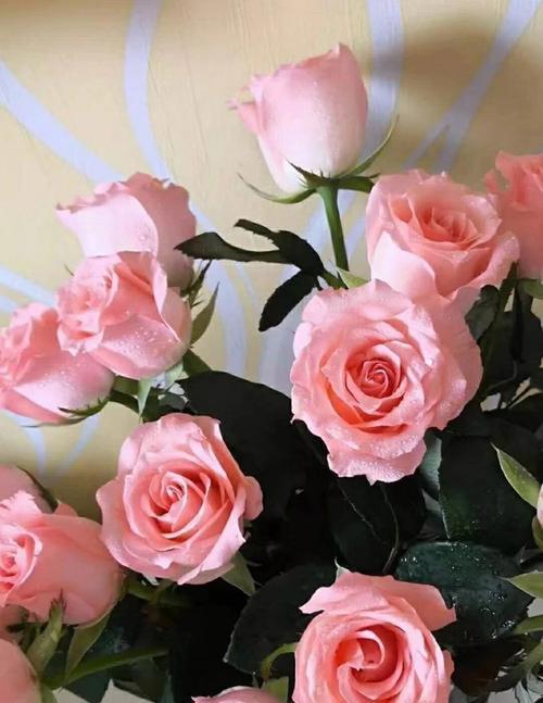 粉色玫瑰花的寓意和花语（探索粉色玫瑰花的象征意义及传递的情感）