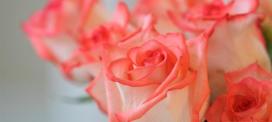 粉色玫瑰花的寓意和花语（探索粉色玫瑰花的象征意义及传递的情感）