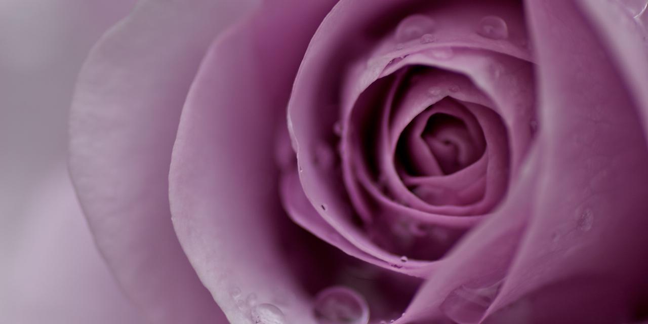粉色玫瑰花的代表寓意（探寻粉色玫瑰花背后的情感象征）