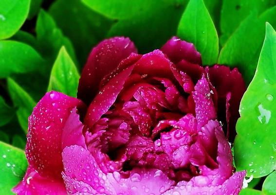 粉色牡丹花的美丽寓意（绽放爱与幸福的花海）