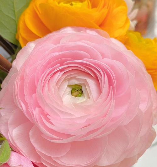 粉色牡丹花的美丽寓意（绽放爱与幸福的花海）