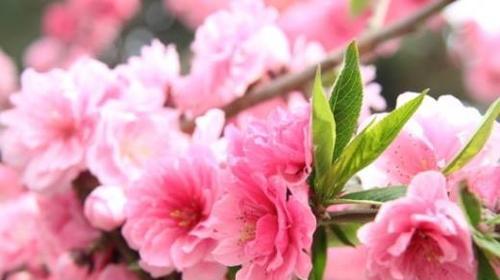 粉色樱花的花语——爱的美丽绽放（探寻樱花的神秘语言，一窥爱的奇迹）
