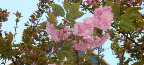 粉色樱花的花语——爱的美丽绽放（探寻樱花的神秘语言，一窥爱的奇迹）