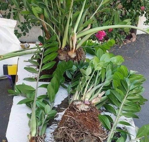 如何用金钱树枝条扦插培育新苗？（掌握这些技巧，轻松种出茂盛的“银树”）