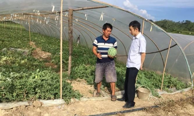 如何科学种植西瓜（掌握育苗、地选、施肥、病虫害防治等技术，打造高产优质西瓜）