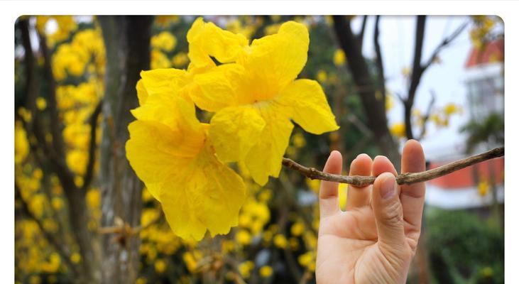 风铃花语（用风铃的花语向世界传递祝福）