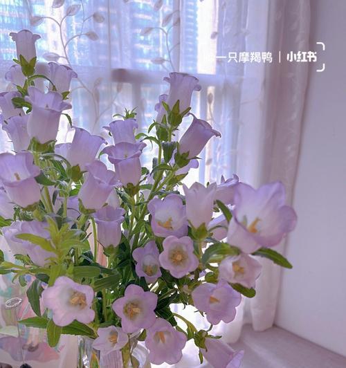 风铃花语（用风铃的花语向世界传递祝福）