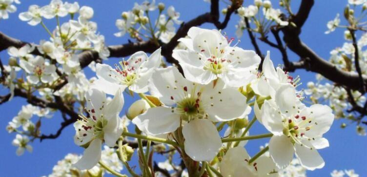 梨花盛放的季节与魅力（赏花时节如何错过？——梨花开放的时间、地点和特色）